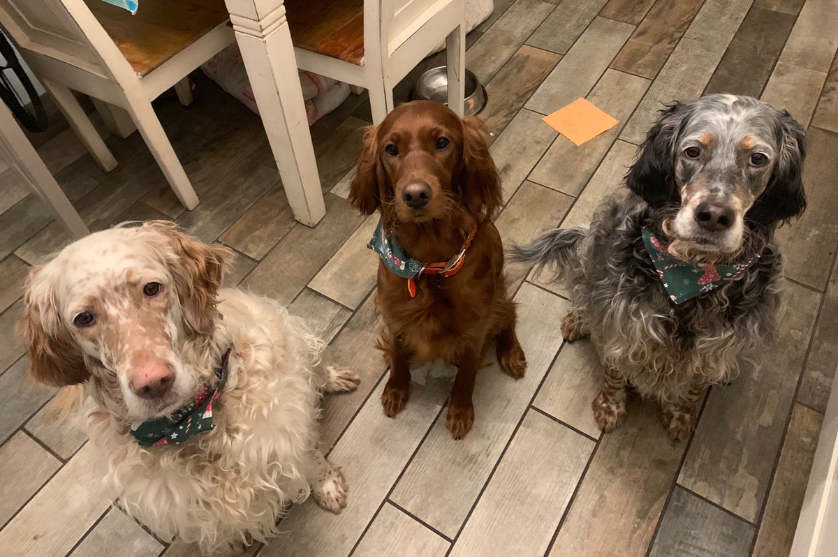 Shabby_Chicks's tweet image. My girls - Daisy Doo, Cora May and Maddie Rose #Crufts