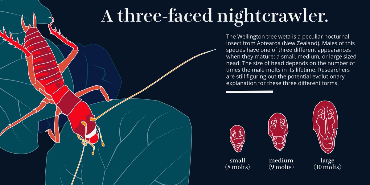 I'm starting to build a personal portfolio of #SciComm artwork! Here is a little snippet about my MSc study species, the Wellington tree weta. One possible explanation for the different male "morphs" is that each morph might use a different (but equal) mating strategy! #SciArt