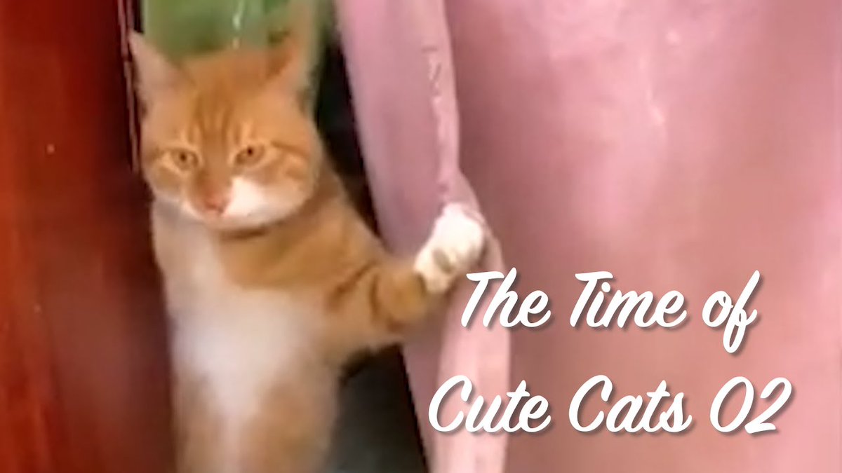 MeowMoeDotCom's tweet photo. The Time of Cute Cats 02
 
#Cats #Cat #Kittens #Kitten #Kitty #Pets #Pet #Meow #Moe #CuteCats #CuteCat #CuteKittens #CuteKitten #MeowMoe
 
#Animals #Cat #CuteAnimalsVideo #CuteCatsVideos #CuteKittenVideo
 
https://t.co/2YKI5s2a1v
 
. https://t.co/iH8EHAUx8T