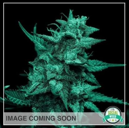 Jedi Kush is 100% pure indica strain. Users describe the Jedi Kush high having an almost immediate feeling of a dreamy spacey euphoria that wraps around your mind. This feeling is followed by a warming sensation that spreads throughout the body.