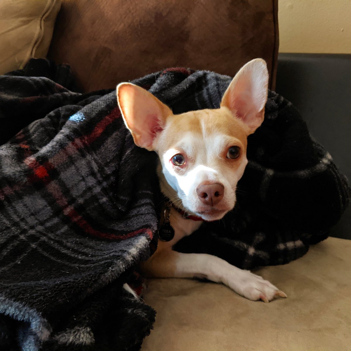 copperdapup's tweet photo. 🐾 ❤️

#dogsofinstagram #chihuahua #deerheadchihuahua #ilovemydog #bestwoof #chihuahualove #chihuahualife #dogs_of_world #weeklyfluff #chihuahuapuppy #chihuahuastagram #instachihuahua #chihuahuamom #chihuahua_feature #sgdoglife #sgdogs #loveyourpets #blanket #cute #cutedog https://t.co/k05b2vZMTE
