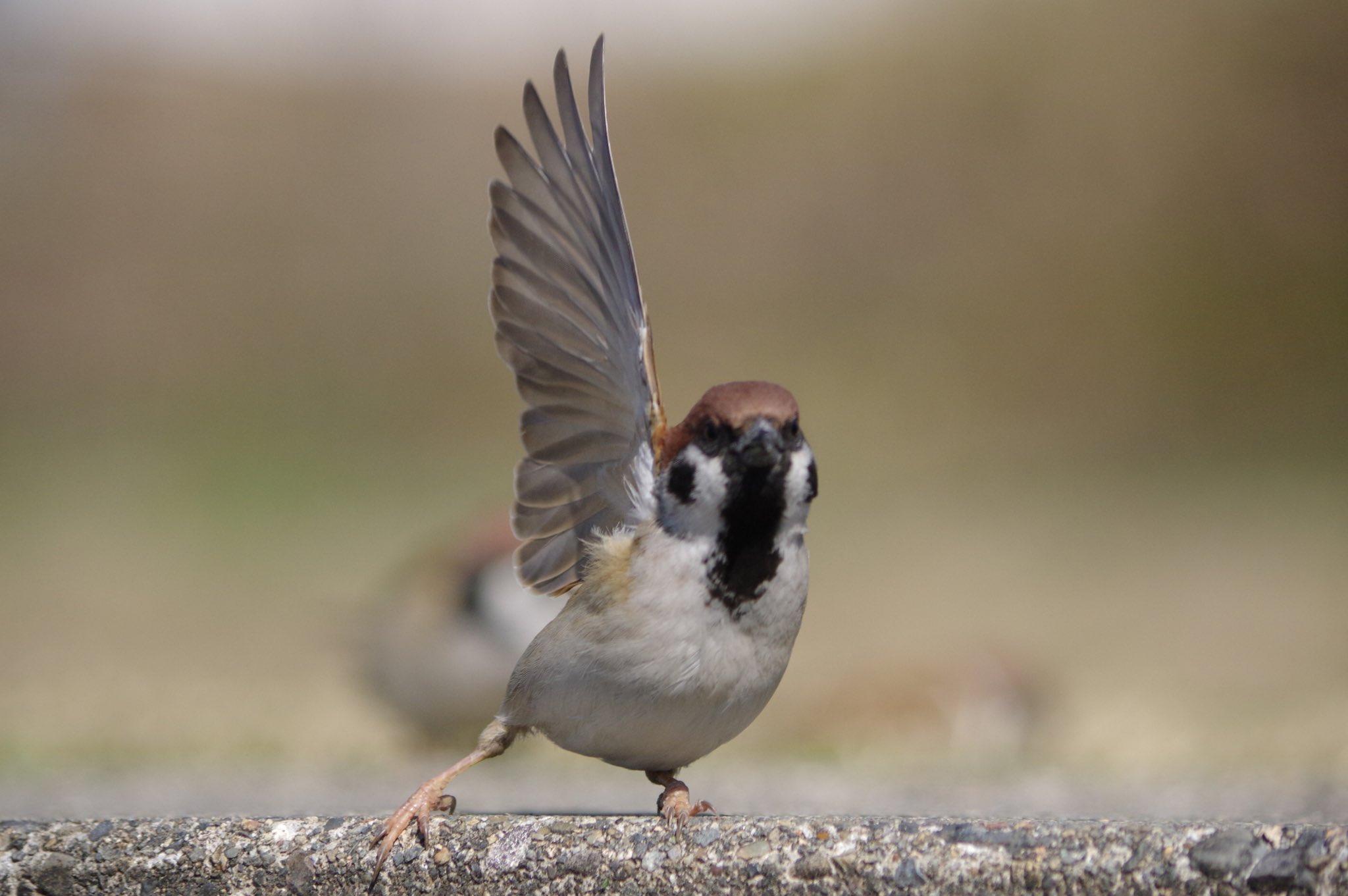 中野さとる No Twitter はーい ぼくがスズメです 雀 スズメ すずめ Sparrow 鳥 小鳥 野鳥 Bird T Co Ne5yrxolab Twitter