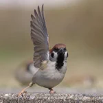 『はーい!こっちでーす』と言っているように見えるスズメが可愛すぎる