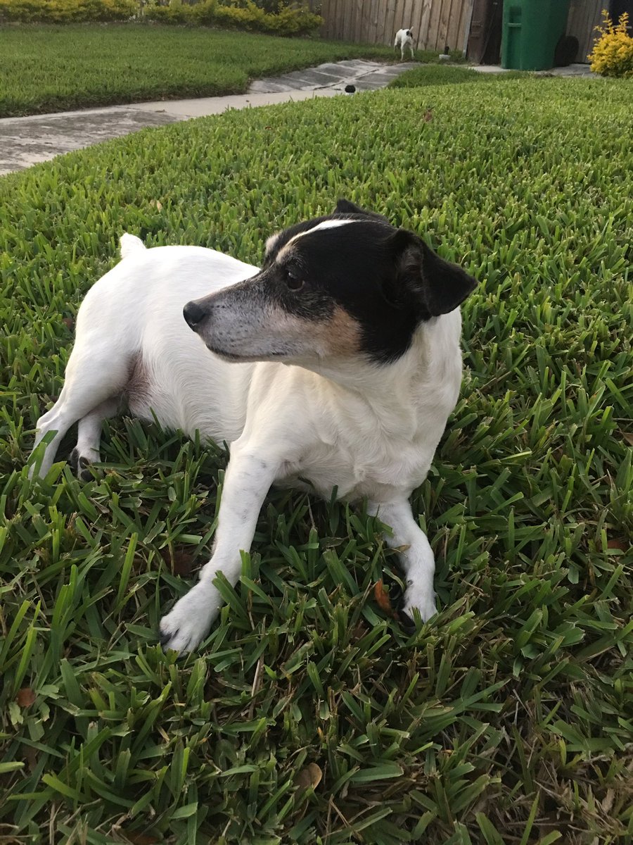 staugustinelaw1's tweet photo. #dogsrock #JackRussellTerrier #staugustinelawn #dogsoftwitter https://t.co/1gsBr2gnso