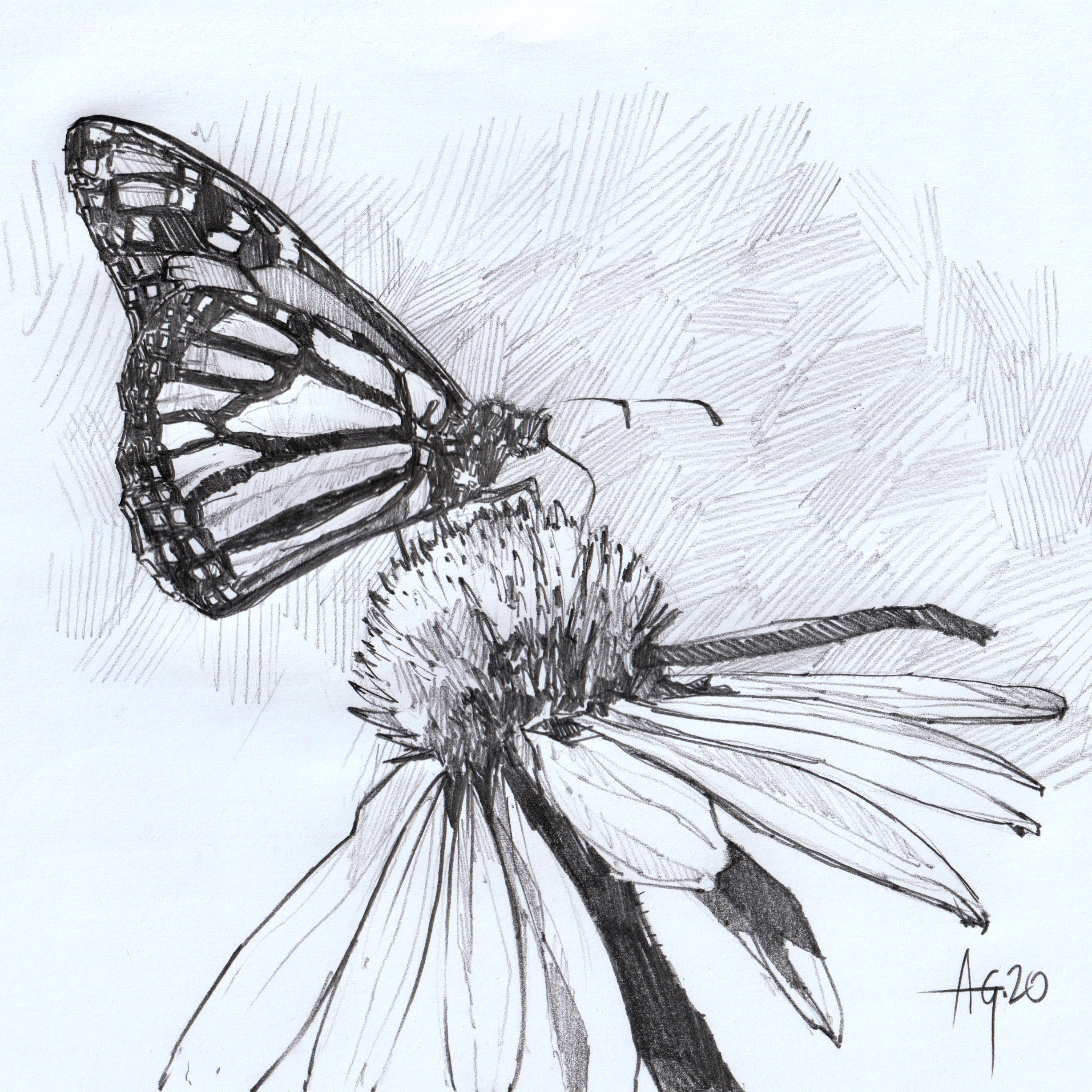 Butterfly online pencil sketch