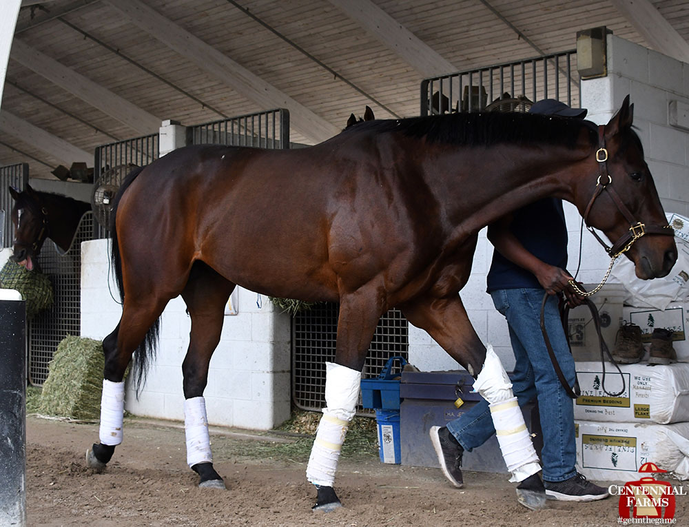 Centennial_Farm's tweet photo. Happy #photobombFriday from our next runner - Punchline! Shown not letting Mihos and Centurion have the spotlight to themselves, Punchline is in on @GulfstreamPark's Wednesday card. #goPunchlinego https://t.co/x7n55rNvkY
