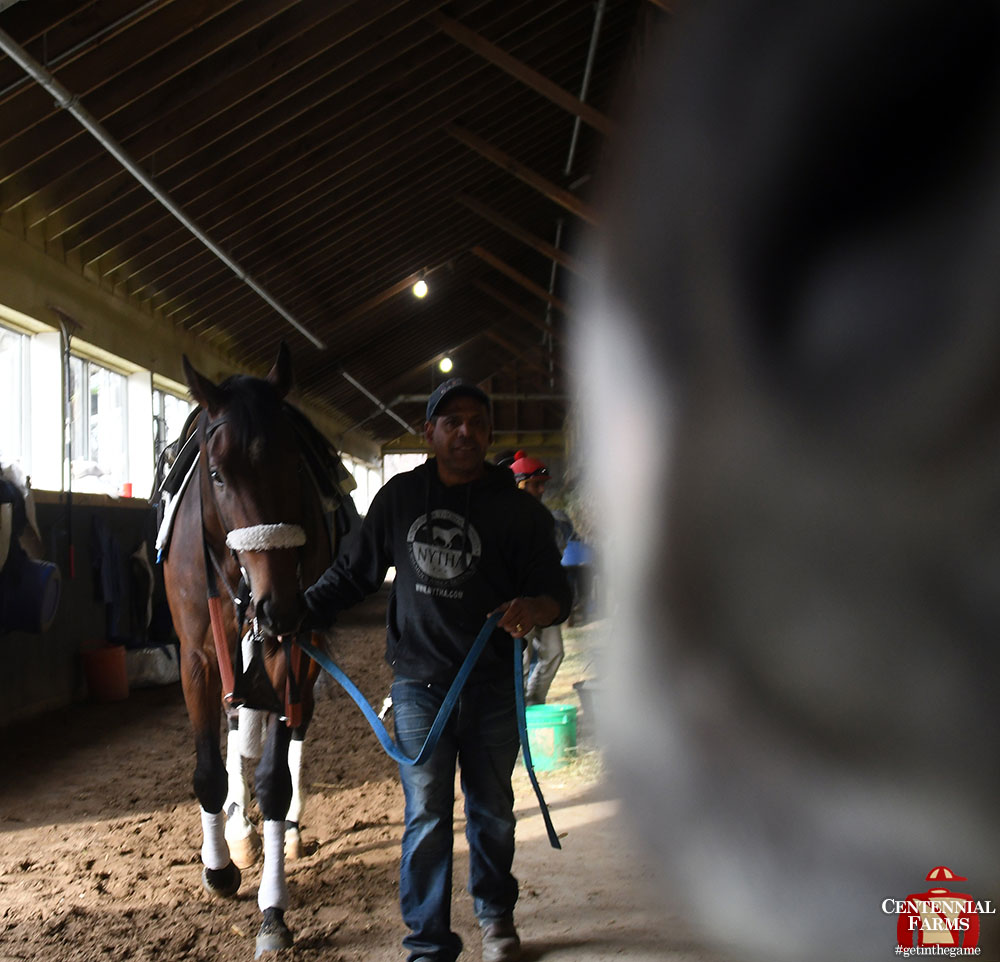 Centennial_Farm's tweet photo. Happy #photobombFriday from our next runner - Punchline! Shown not letting Mihos and Centurion have the spotlight to themselves, Punchline is in on @GulfstreamPark's Wednesday card. #goPunchlinego https://t.co/x7n55rNvkY