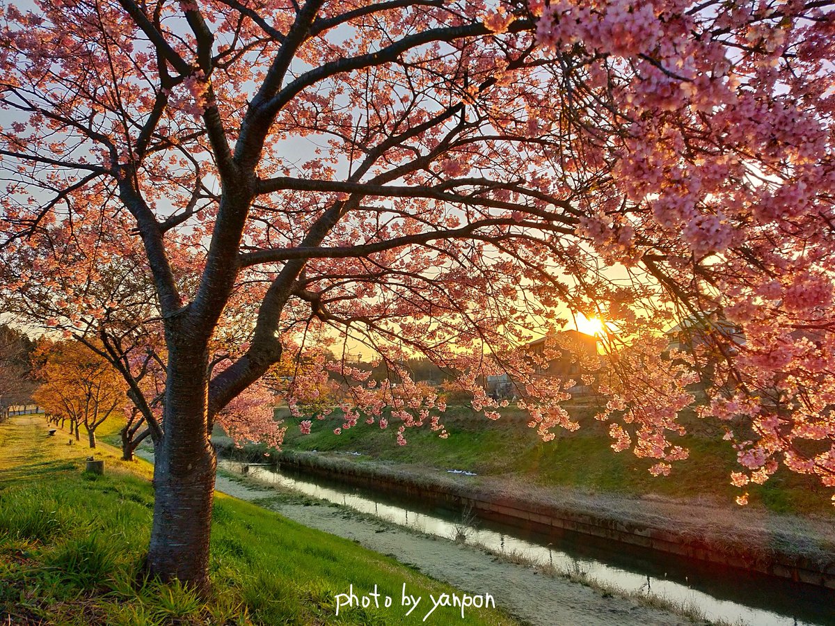 房総でハワイ気分 Ar Twitter 市原市 瀬又村田川 夕日に輝く河津桜 既に散った桜並木に数本残る満開の河津桜 夕日が美しく演出してくれた スマホhdrで撮影です 0306 撮影 房総の絶景 絶景 千葉県 市原市 瀬又 河津桜 村田川 T Co
