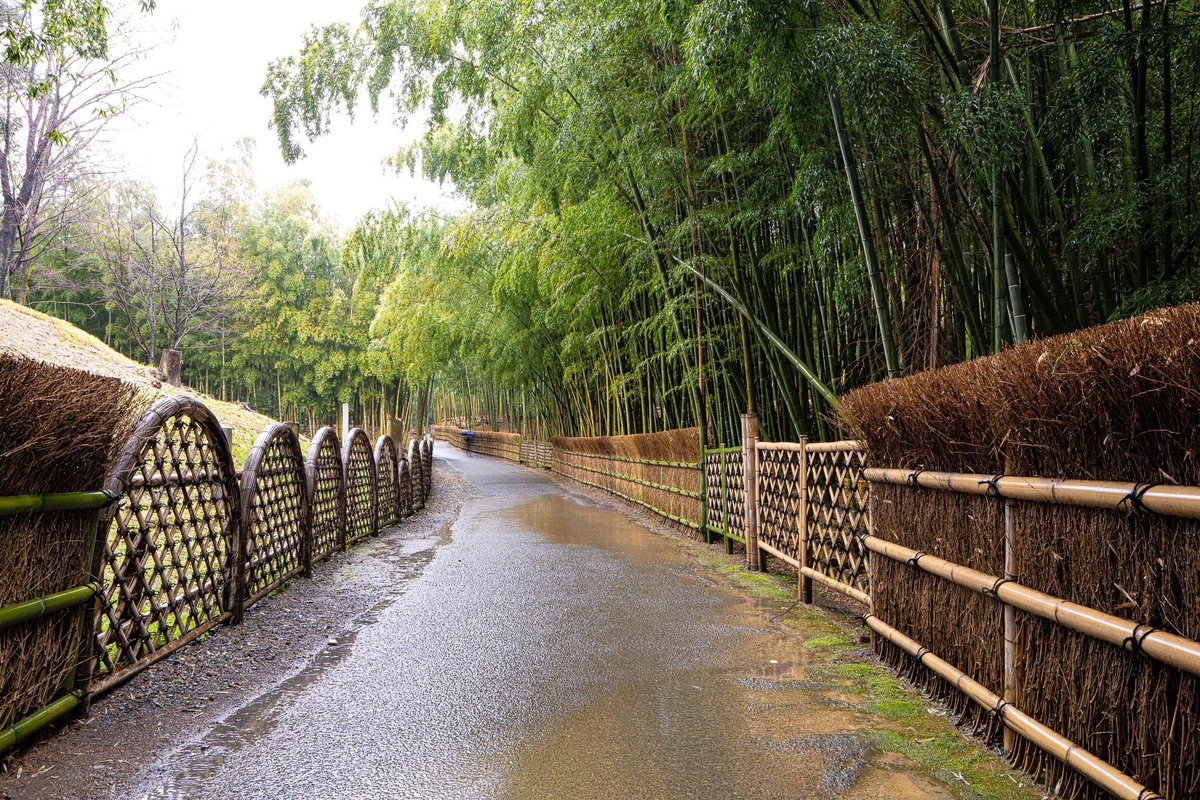 木曽耕一 先日 洛西竹林公園あたりに居ました Kyoto 京都 洛西竹林公園 史跡乙訓古墳群 寺戸大塚古墳 竹林の径 雨散歩 木曽耕一 先日 洛西竹林公園あたりに居ました Kyoto 京都 洛西竹林公園 史跡乙訓古墳群 寺戸大塚古墳 竹林の径 雨散歩