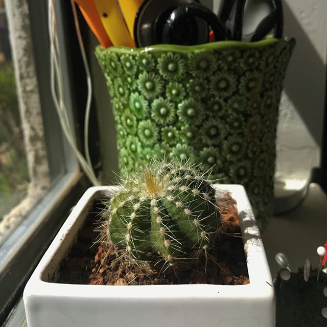 peardmade's tweet photo. A little cactus buddy to keep all the sewing tools company.✂️🌵📏https://t.co/FDd23IGXPN https://t.co/nS2NvCEVyh
