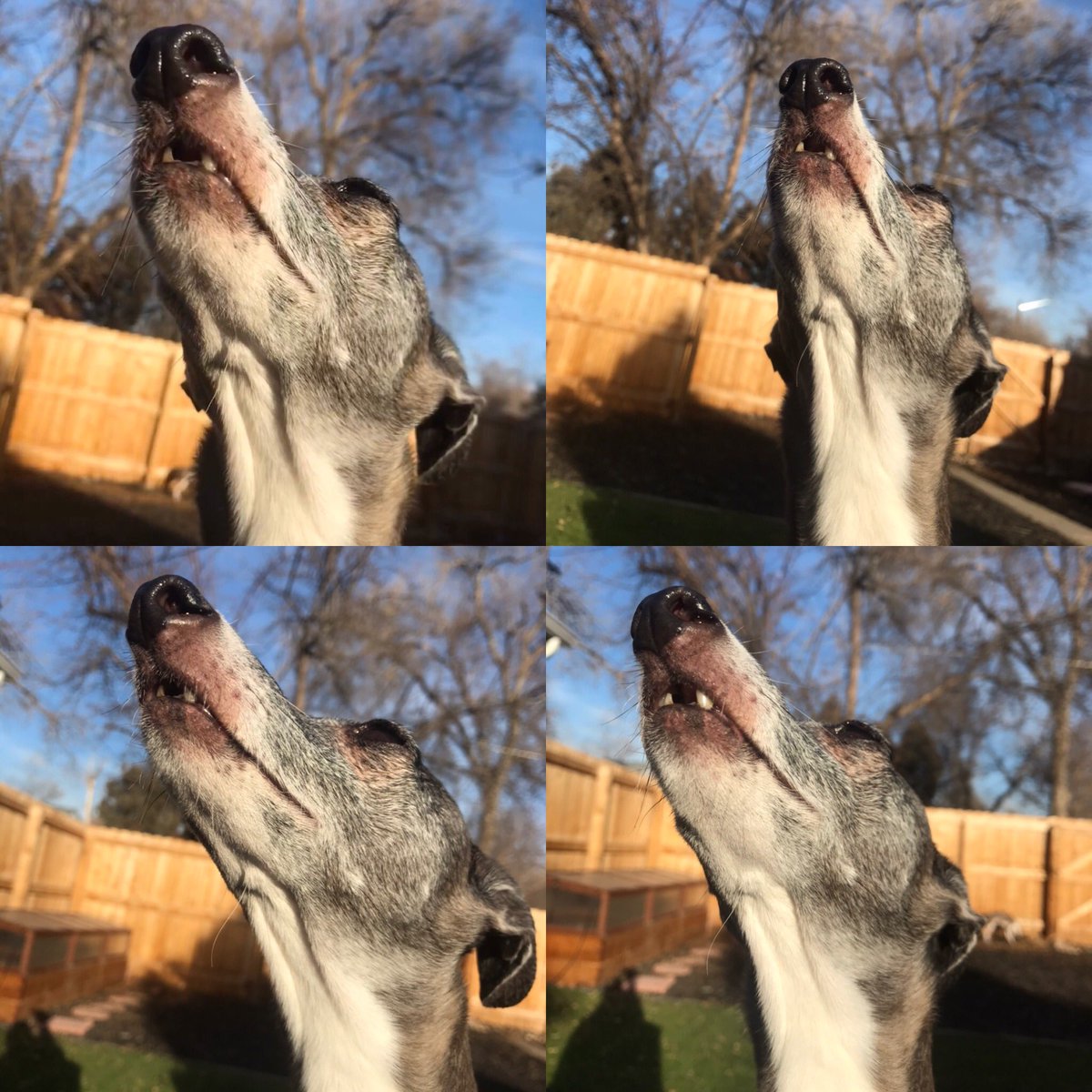 AliciaEAdamsEsq's tweet photo. There’s nothing quite like fresh air &amp; sunshine... and a little gap-toothed puppy! #italiangreyhound #iggy #igs #ellieadams #sunshine #freshair #denver #denvercolorado #colorado #readyforspring https://t.co/Q678Jb4f6W