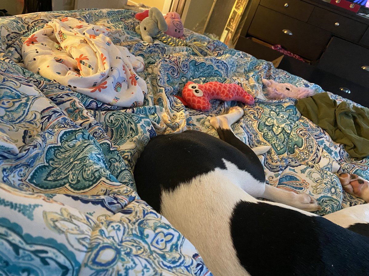 TiffStar7982's tweet photo. Weekend 2 with Kayla as my watch partner! Please note all the toys... she can’t be without them. Literally she has to have them ALL out ALL the time!  #LivePD #LivePDNation https://t.co/lskFwsIxik