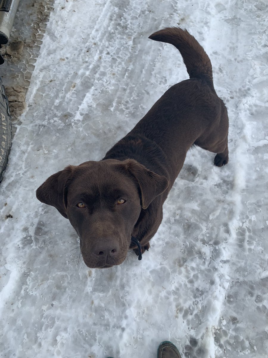 mrshollydick's tweet photo. Made a new friend! #farmcall #goodboy https://t.co/xq55BiEdyS