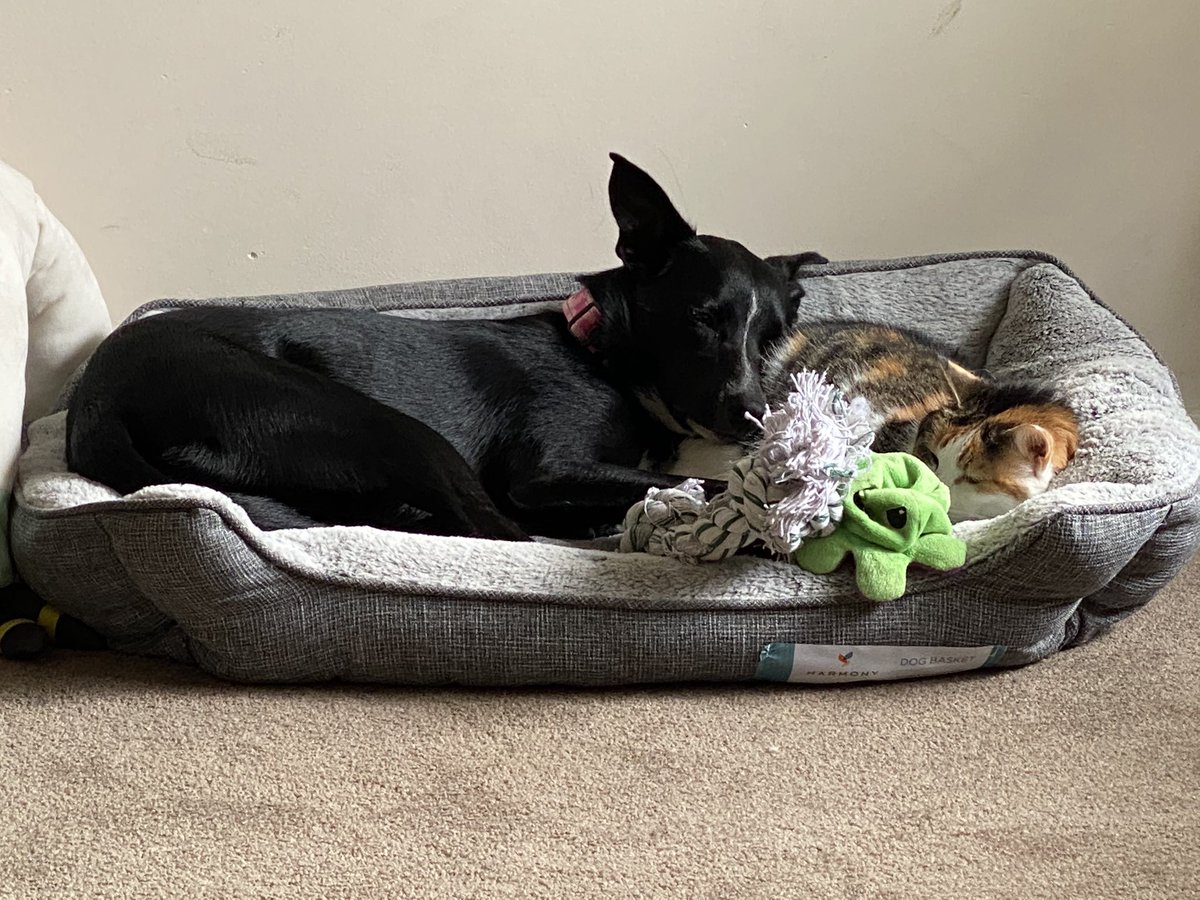 Just Ebony using Charli as a pillow. And Charli completely letting her. That’s all. #dogsoftwitter #cats #dogsandcatslivingtogether #nomasshysteria