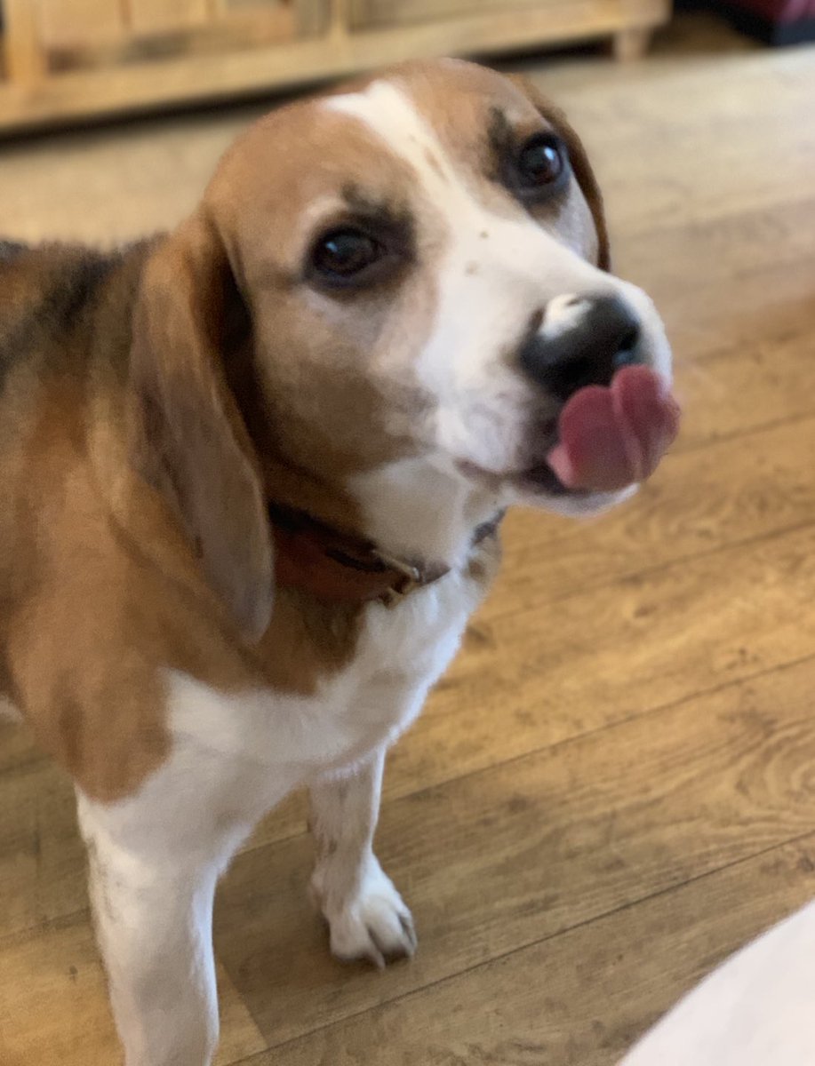 leeballard's tweet photo. That dog loves a yoghurt #Crufts #beagle #harley my boy https://t.co/e8UrjVPgMN