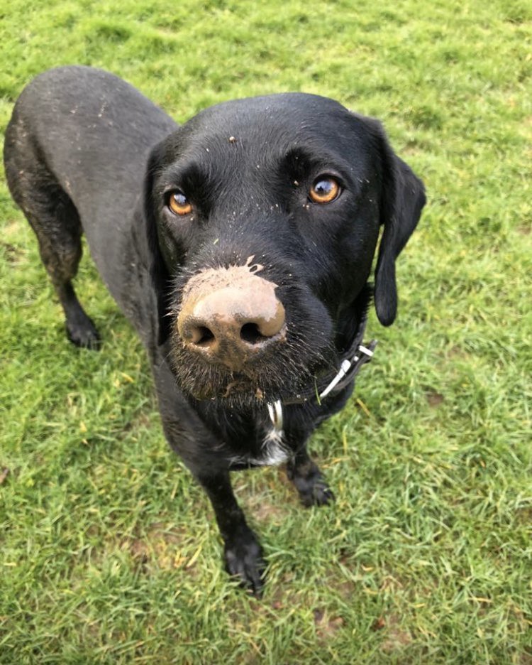 catchdesignsmgt's tweet photo. Our grubby gundog #crufts #pointerdor https://t.co/NSYvnzbhfu