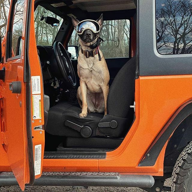 @jeepindogs tweet media