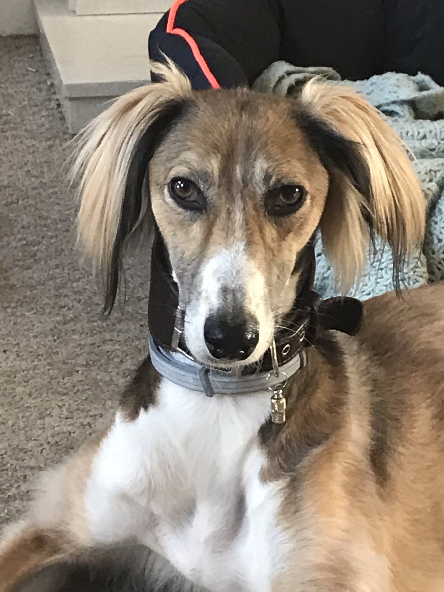#Crufts our two year old saluki rescue such a poser