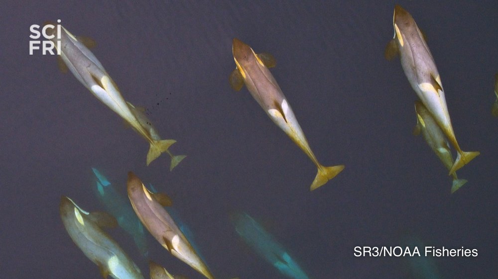 scifri's tweet photo. Now, we follow where the whales roam. New research on solar activity and skin molting sheds light on these creatures' migration patterns and health. @JesseGranger6 and Robert Pitman @OregonState tell us more! #SciFriLive
https://t.co/XrYFNqAkRr https://t.co/pFYJqSWwqG