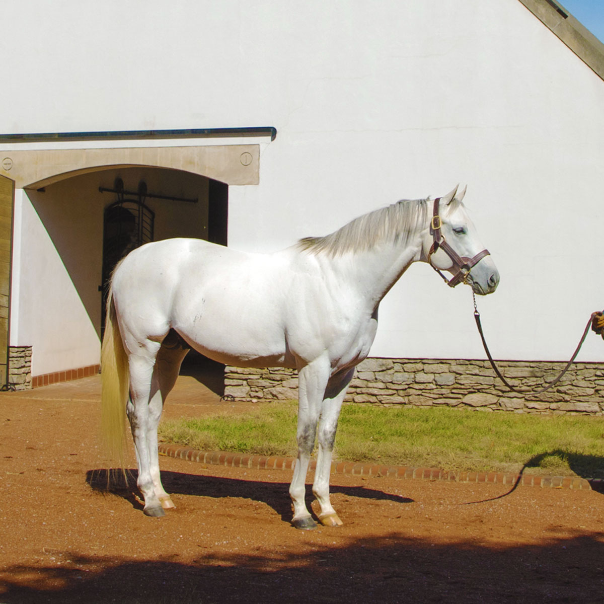 Gainesway's tweet photo. #First2YOs by the speedy ⚓️ ANCHOR DOWN will breeze next week @OBSSales #OBSMarch
Consignor Al Pike on HIP 347 (c) :
"Watched him breeze–wow! He’s a special horse. Fell in love with him the 1st time they let him out of the stall. Fan of Anchor Down; very proud of this horse." https://t.co/lYSAvds9hl