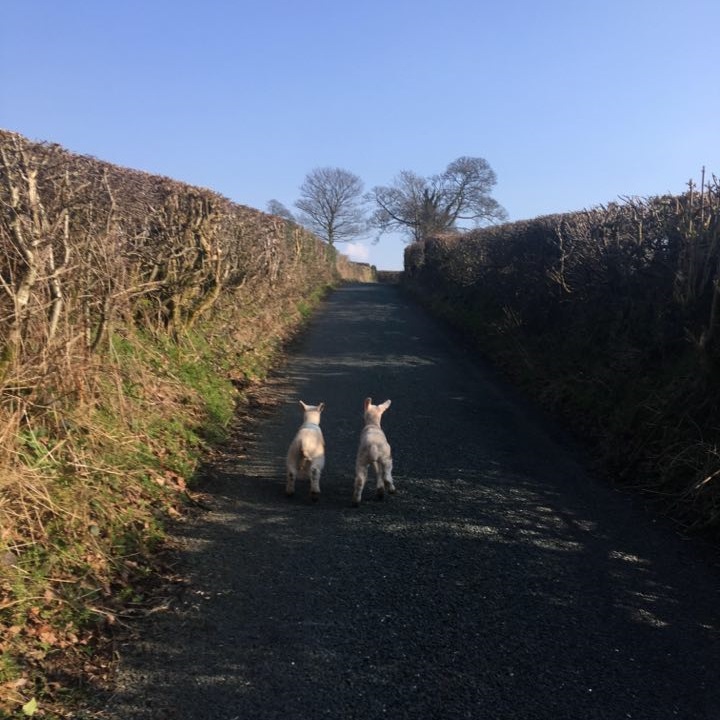 masonherd's tweet photo. Escaped lambs this morning on my run! 🏃‍♂️Managed to catch one... and then the other... with the help of a group of ladies running with their dogs 😂 🏃‍♀️ 🐾 https://t.co/SWAJzmtobk
