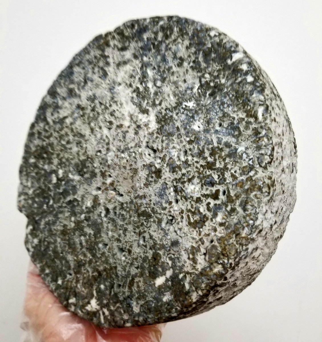 Have you gotta a case of the winter blues? Embrace them with the ever fabulous #TigerBlue Unlike any other blue you have tried. This one's bold, creamy, sweet &amp; spicy w/ notes of sweet hay. This cheese has teeth! Get some @GuelphMarket this Saturday! #cheese #PoplarGrove #Guelph