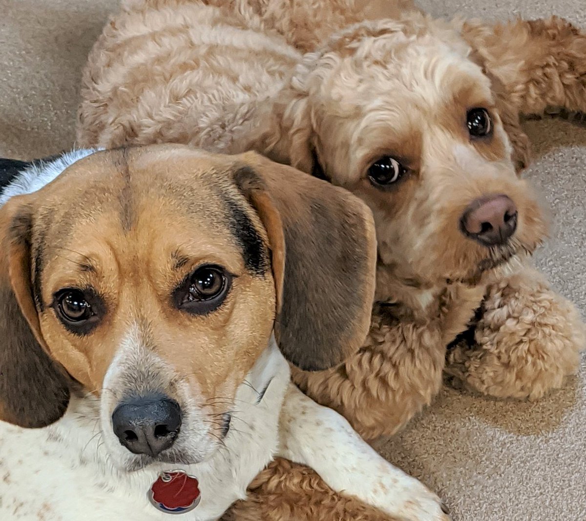 TailGateForDogs's tweet photo. We have a few Tail Gate couples blooming just in time for spring! Ranger and Lucy and well as S'mores and Buddy. They are all so cute together! Spring (and Love) has sprung! #tailgatefordogs #springhassprung #lovehassprung #buddy #smores #ranger #lucy https://t.co/VUtoW1oOxm