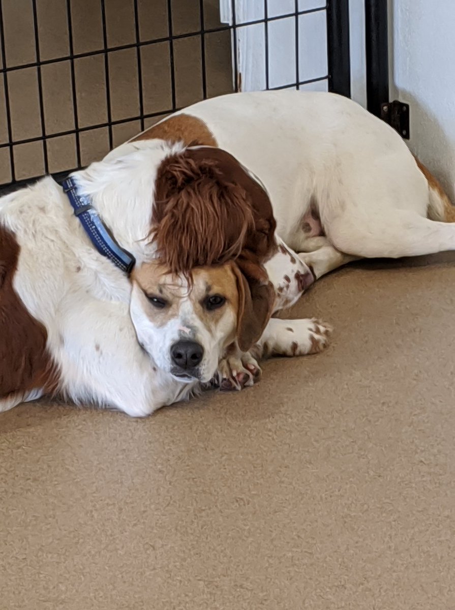 TailGateForDogs's tweet photo. We have a few Tail Gate couples blooming just in time for spring! Ranger and Lucy and well as S'mores and Buddy. They are all so cute together! Spring (and Love) has sprung! #tailgatefordogs #springhassprung #lovehassprung #buddy #smores #ranger #lucy https://t.co/VUtoW1oOxm