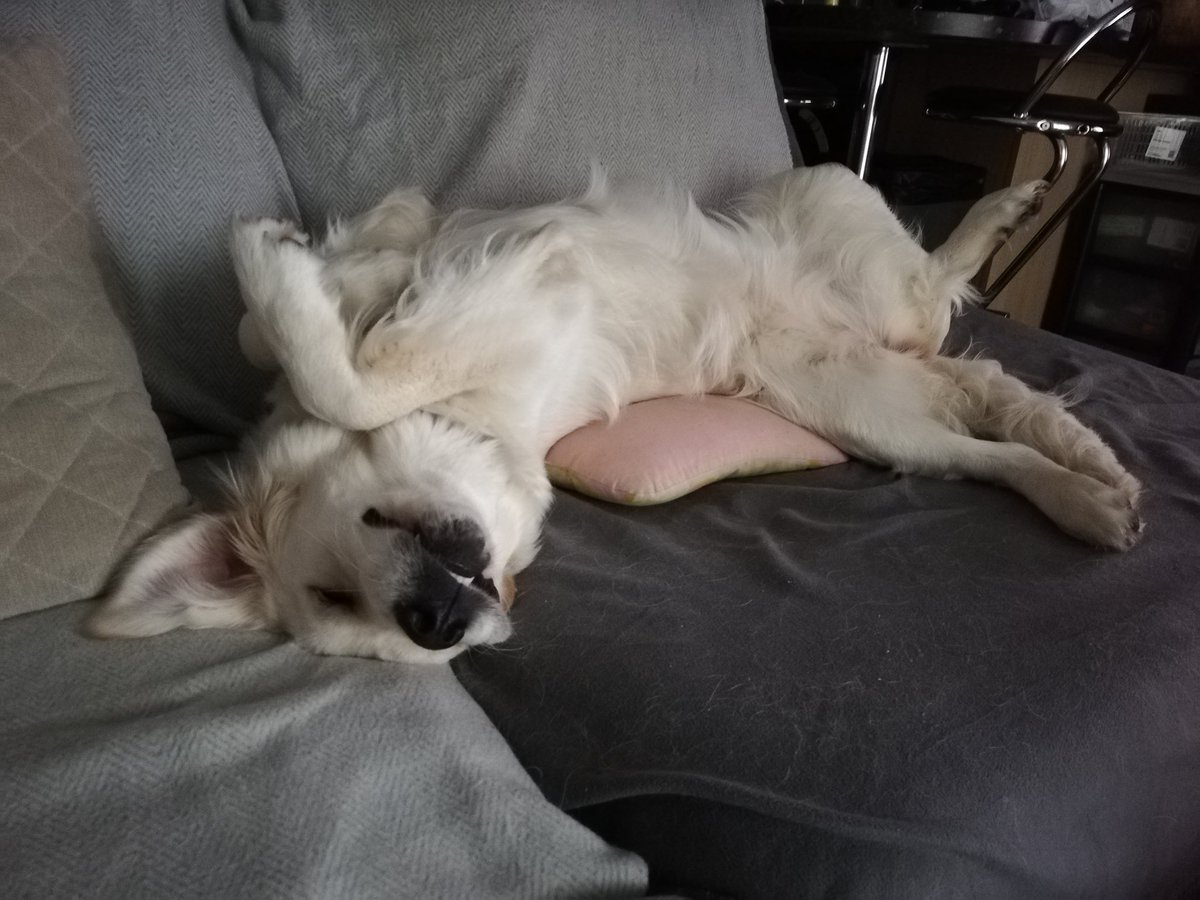 DamsonLoade's tweet photo. Eevee's afternoon nap. #Crufts https://t.co/UWAQEO0HUV