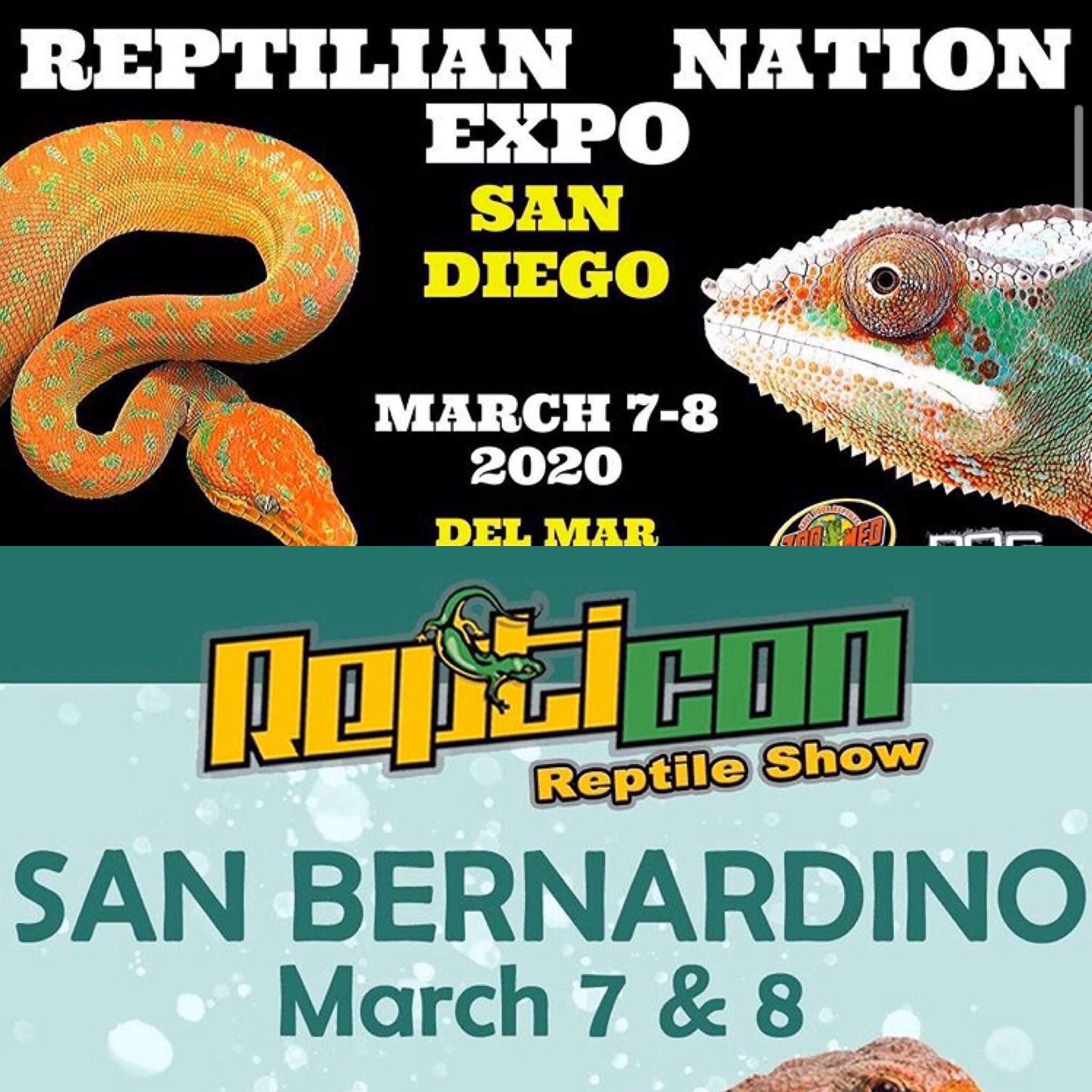 Reptile Factory (ReptileFactory) / Twitter