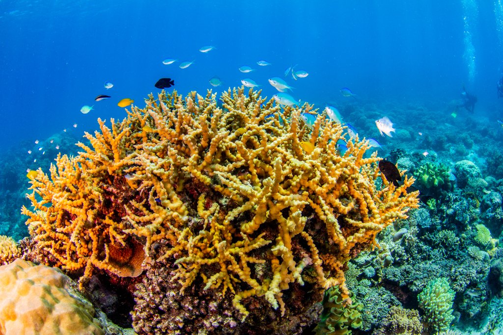 compasscruises's tweet photo. With picture-perfect conditions underneath the water, what are you waiting for? 

Find out more at https://t.co/3YQ8OdWfXa
#compasscruises #greatbarrierreeftourscairns #australia #queensland #cairns #gbrmarinepark https://t.co/RgsJi967CY