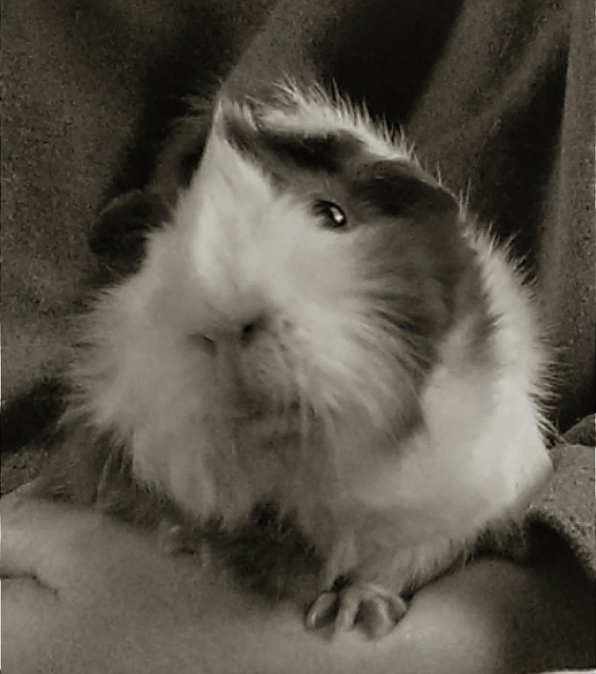 graceamazes1's tweet photo. #MissGracieSay....
I'm JUUUUUUUST
WAITing for the
WHEEKend!
๐ค๐๐ค๐ท๐พ๐ฝ
#guineapig #cavy #FridayFeeling #Abyssinian
#Wheeks #RufflesAndHorns
#Pets https://t.co/H8ZSe4EkP5