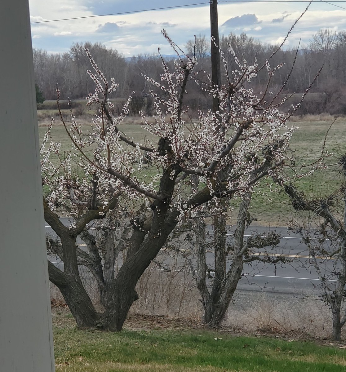 Manriquez86's tweet photo. Our Apricot tree has blossoms. π #Dryside https://t.co/c5gvZTAg6G