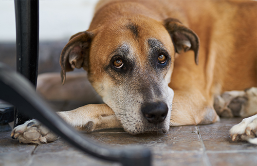 Thinking about adding a four-legged family member? Be at the show on Saturday from Noon to 4 p.m. for Pet-A-Palooza pet adoption event with @COJPets. They are offering FREE adoption services. Visit  bit.ly/32qmxMt for more information.
