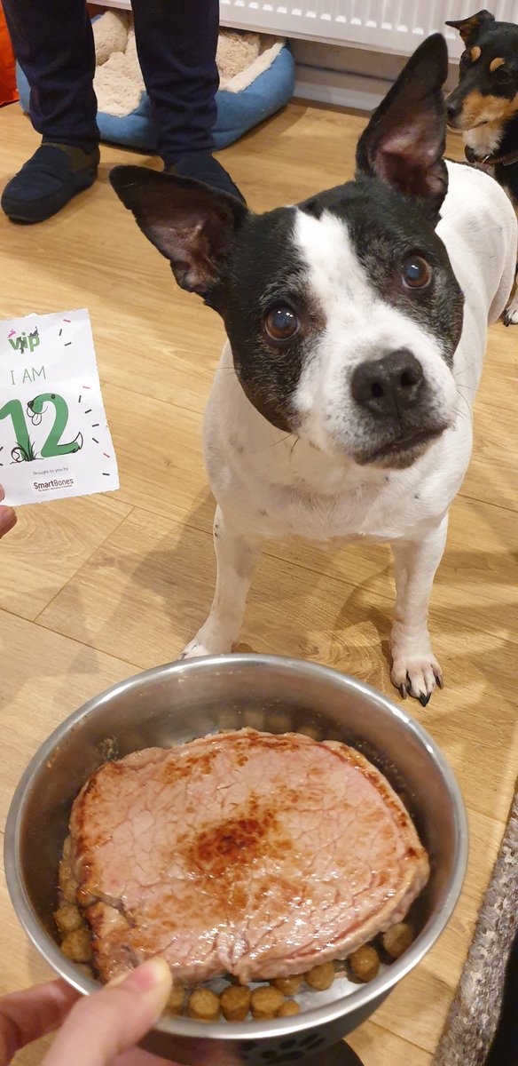 lnstaban's tweet photo. Posie turned 12 yesterday, here she is patiently waiting for her birthday steak 🥰😍🐶🥩 #vippetsbirthday #12yearsyoung #doggybirthday #happybirthday #steak #mediumrare https://t.co/OjGA8V5jdU