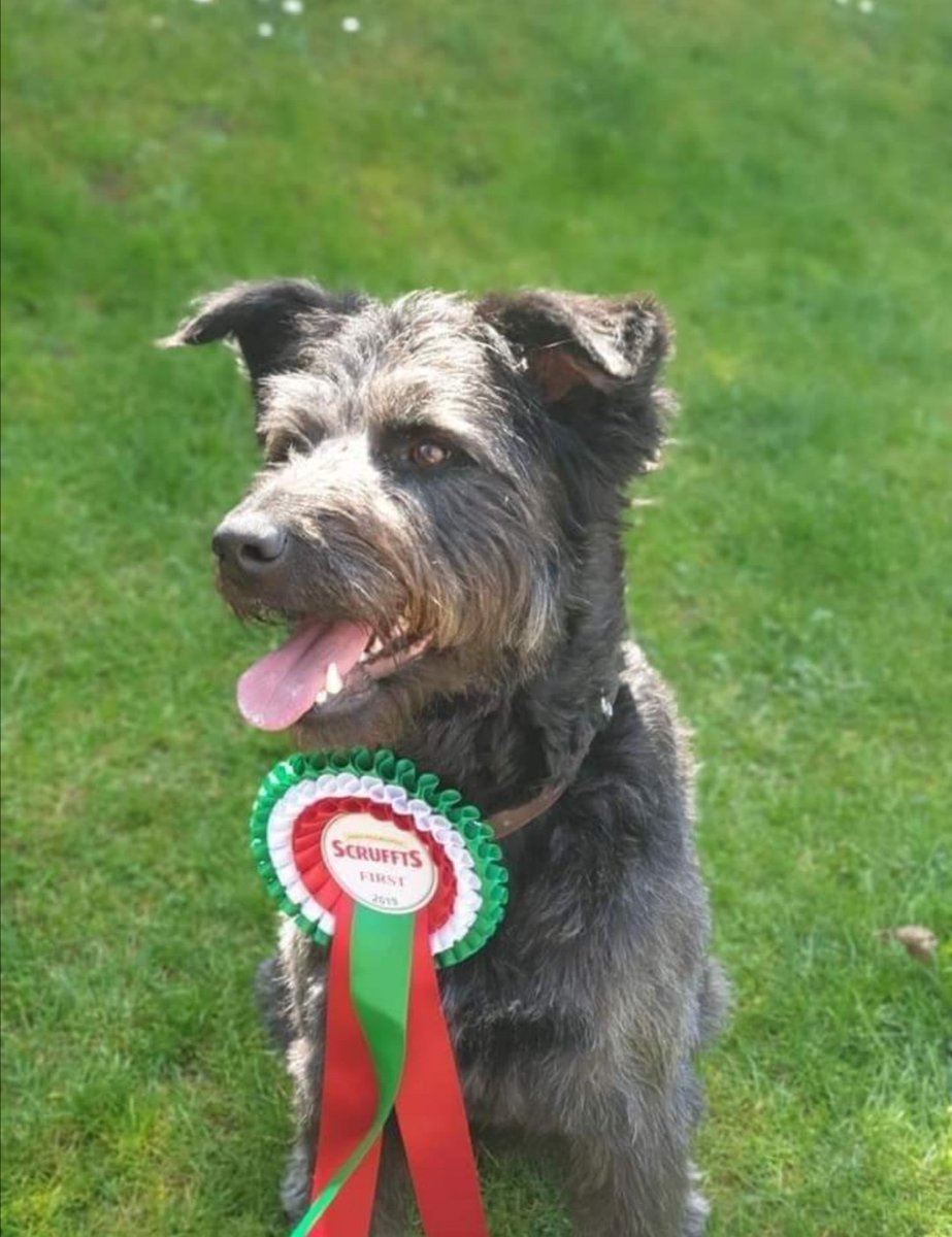 EvermoreDog's tweet photo. Who will be watching #Crufts this weekend? Look out for EDMR dog, Clooney, who's in the #Scrufts final. We have fingers & paws crossed all round.🤞#AdoptDontShop #RomanianRescue #scruffydogs https://t.co/017wSIfa2P