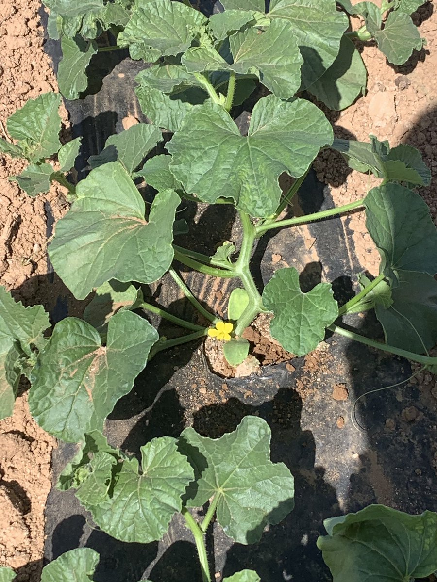 SantaRosaProduc's tweet photo. First bloom of 2020 for this cantaloupe crop #santarosaproduce #azgrown https://t.co/adpqUWRIwQ