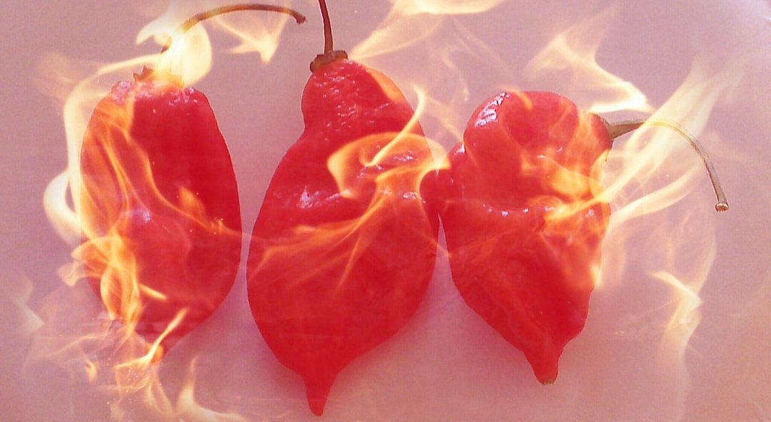 Hotpeppergrower's tweet photo. We specialize in the world's hottest peppers. https://t.co/Y4ja3vMzgn