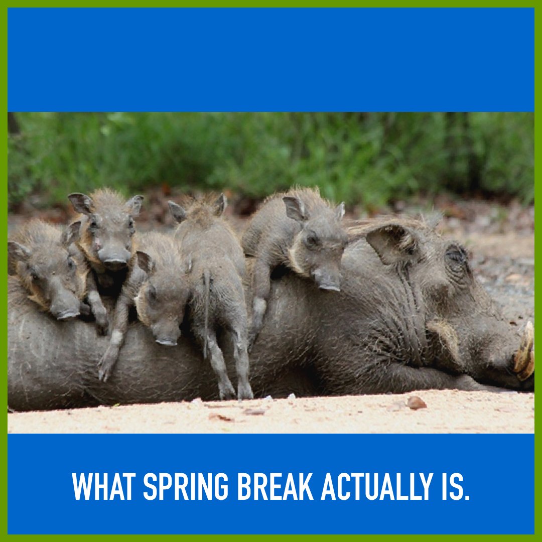 Zoomagination's tweet photo. Its #SpringBreak and no matter how you plan on spending your week, Zoomagination is here to entertain and educate! Catch us every Saturday at @LaCanteraResort @JWSanAntonio and @HR_HillCountry !

#animals https://t.co/8fdxSRmgvb