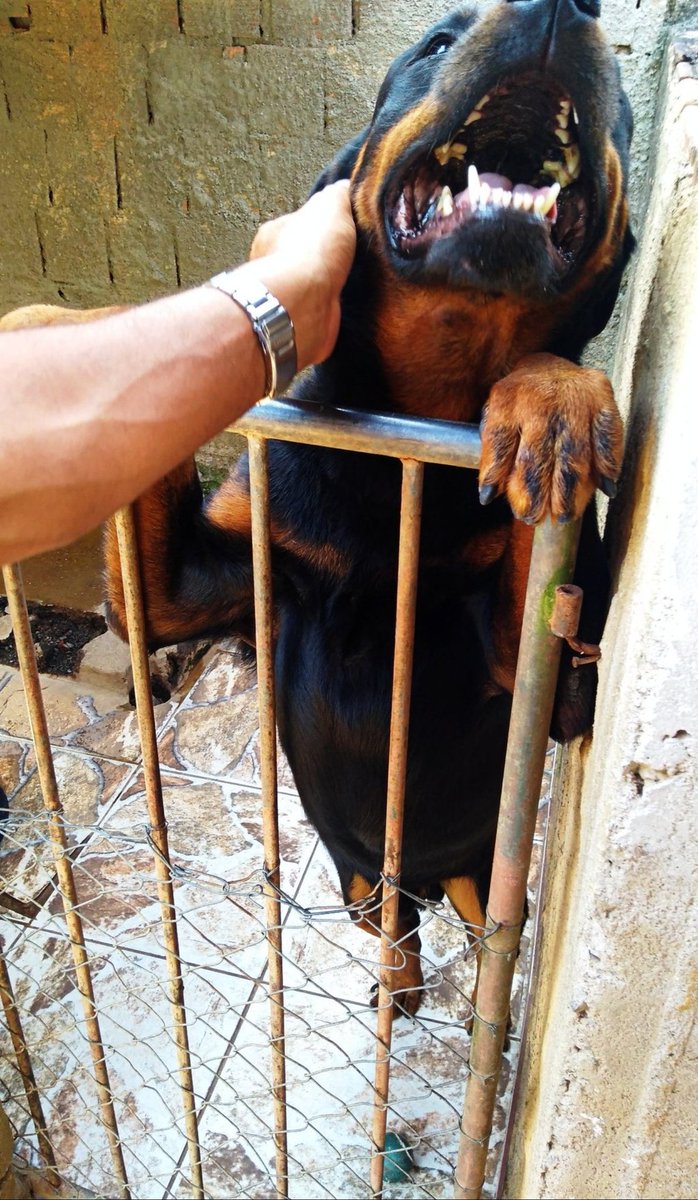 Photo by @valentelucas5 #dogsoftwitter #rottweiler #rottie #dogs #puppy #rottweilerfans