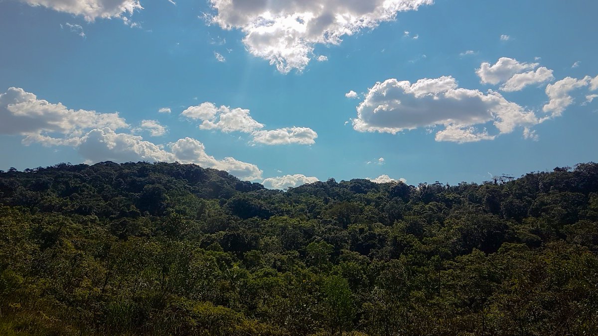 VisitAsfalis's tweet photo. The Asfalian wilds are a cornucopia of biodiversity, gathered from decades of donated nature thanks to governments all over the world. The Prime Forest was our first donation, gifted by Brazil in 1946, birth year of the HPL. Come visit! #WelcomeToAsfalis #PrimeForest https://t.co/ME4KC4ZkVn
