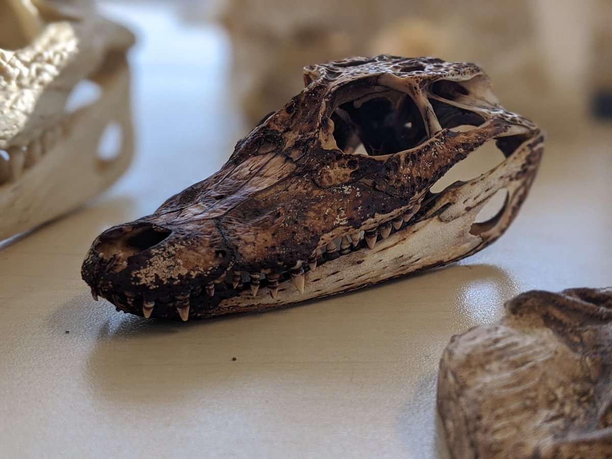 Mark Witton (Bluesky: @markwitton.bsky.social) tweet media