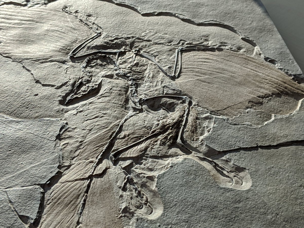 Mark Witton (Bluesky: @markwitton.bsky.social) tweet media