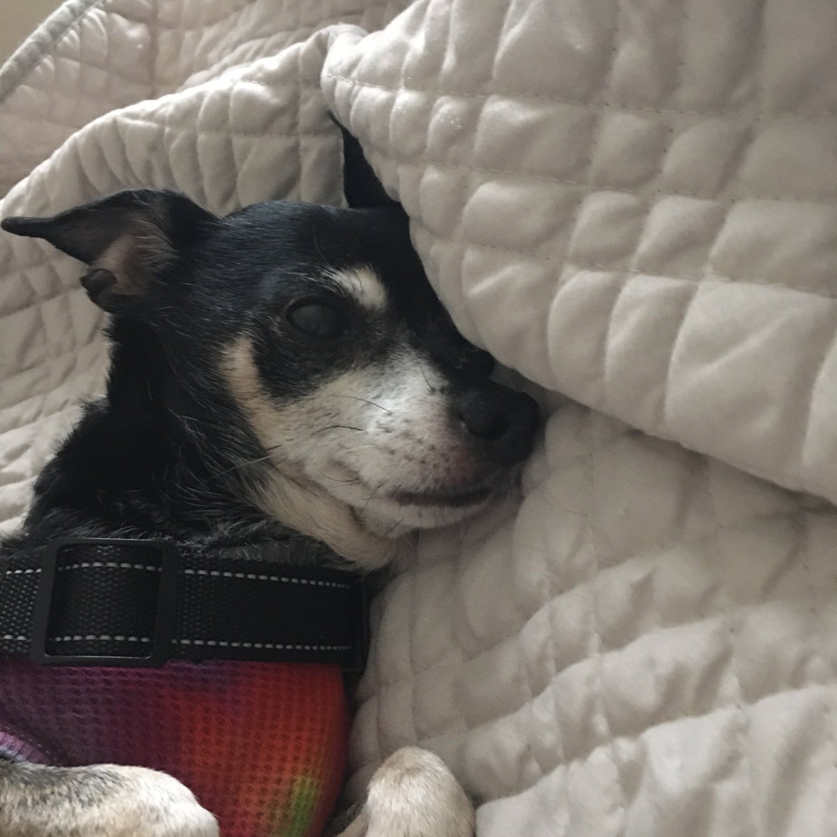 𝐓-𝐁𝐨𝐧𝐞 𝐌𝐚𝐭𝐡𝐥𝐞𝐲 🎙️ tweet media