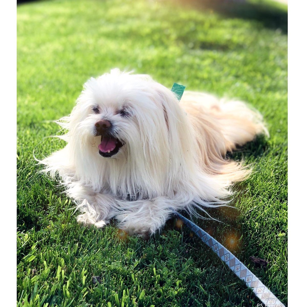 ItsJanShiva's tweet photo. It’s Friday! Current mood: #Nori soaking in the rays &amp; prancing into the weekend! 🥰🐶💕
.
.
.
#puppylove #adoptdontshop #rescue https://t.co/iOTpdDhHWI