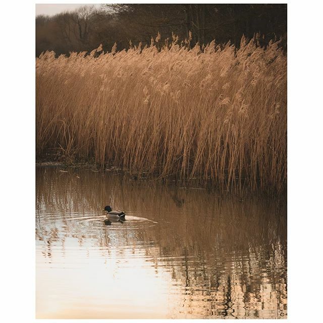 'Duck in the reeds'

#62photos31days #day6

Taken with @lumixuk GX80 + 35-100mm.

Prints ➡️ etsy.me/2mVta9e
Blog ➡️ OliverMantlePhotography.blogspot.com

#cotgrave #cotgravecountrypark #granthamcanal #reeds #duck #ducksofinstagram #duckpond #wil… ift.tt/2VV7UiL