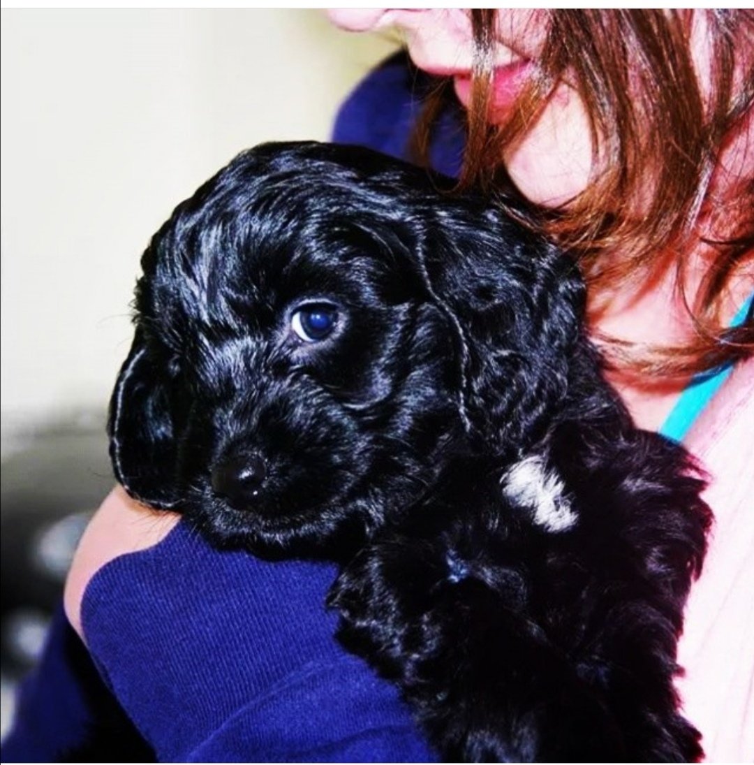 itskatiecalling's tweet photo. @Crufts @clarebalding this my cockapoo Cally when she was just 9 weeks old. She's now 5. #Crufts #crufts2020 #cruftspuppies https://t.co/TUZWyEs51x