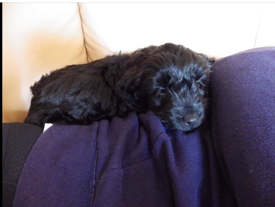 itskatiecalling's tweet photo. @Crufts @clarebalding this my cockapoo Cally when she was just 9 weeks old. She's now 5. #Crufts #crufts2020 #cruftspuppies https://t.co/TUZWyEs51x