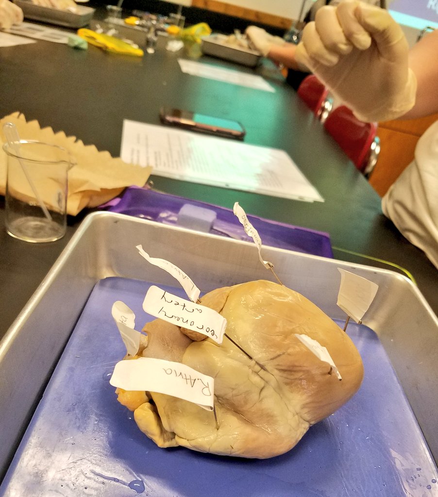 MsGsci's tweet photo. #heart #dissection helps #stdnts make connections between the #structure and #function of organ, gaining a better #understanding of the #cardiovascular system #anatomy #physiology
@CVBuckskins @CVSciTech https://t.co/I3BltzsrnH