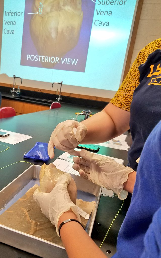 MsGsci's tweet photo. #heart #dissection helps #stdnts make connections between the #structure and #function of organ, gaining a better #understanding of the #cardiovascular system #anatomy #physiology
@CVBuckskins @CVSciTech https://t.co/I3BltzsrnH